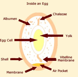 Anatomy of a Chicken Egg