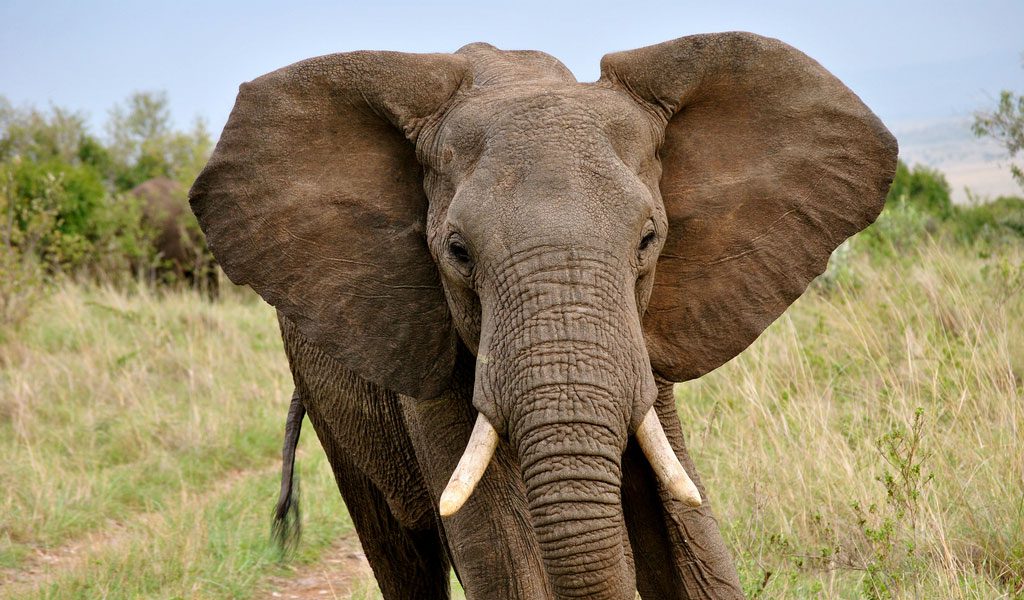 Elephants - Asian & African Facts, Information & Pictures
