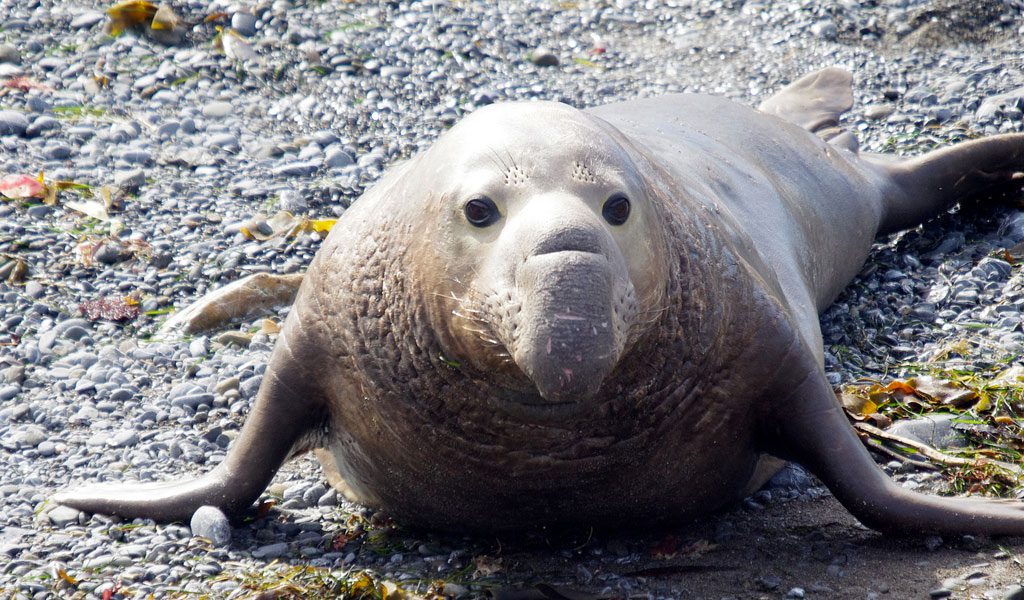 Elephant Seal - Facts, Diet & Habitat Information