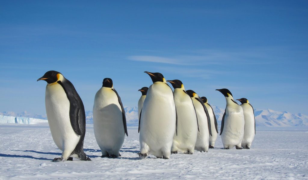 Penguin Facts: Diet, Behavior, Habitat & Conservation