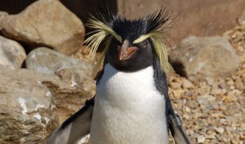 erect-crested penguin