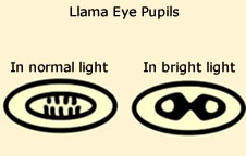 Llama Anatomy - Visual Diagram Of Llama Features
