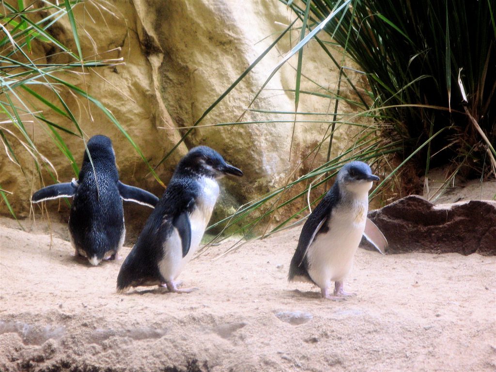 9 Enchanting Facts About Fairy Penguins