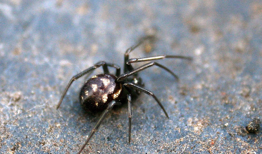 black widow spiders in texas