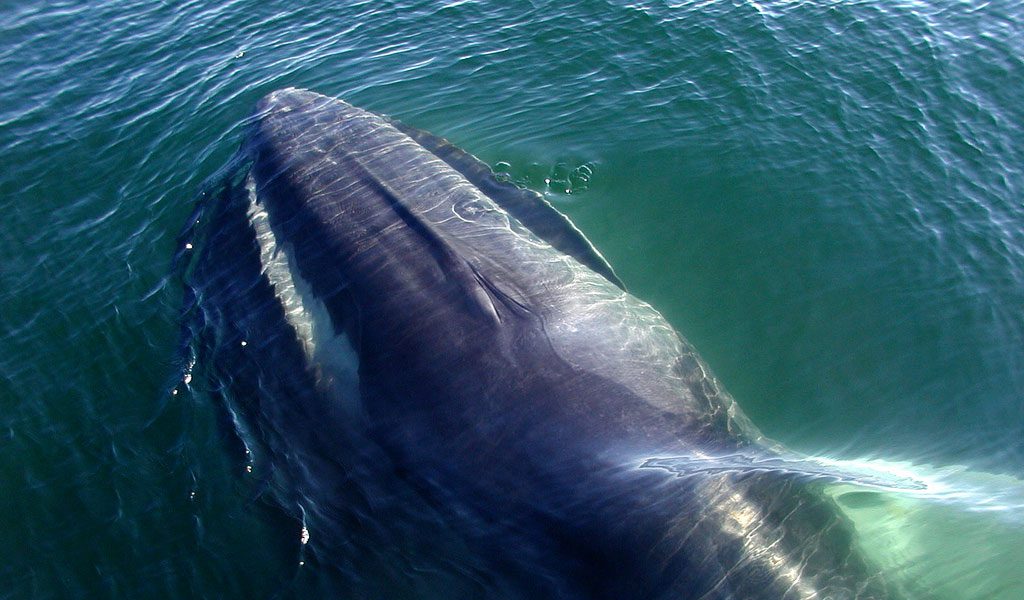 what is the fin whales diet