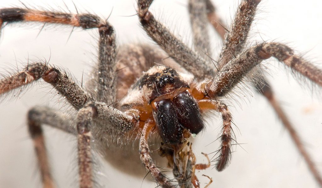 Facts About A Funnel Web Spider