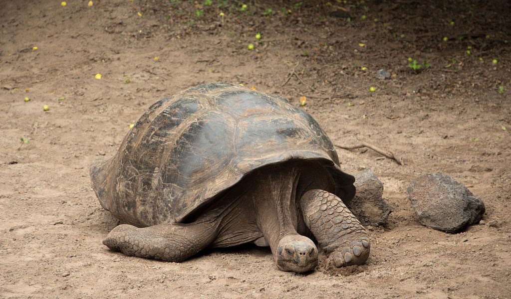 Galapagos Giant Tortoise Facts Size Habitat Information