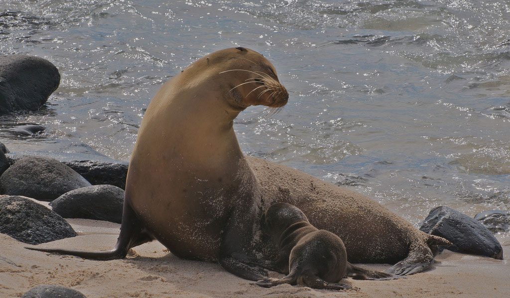 Galapagos Sea Lion Facts, Diet & Habitat Information