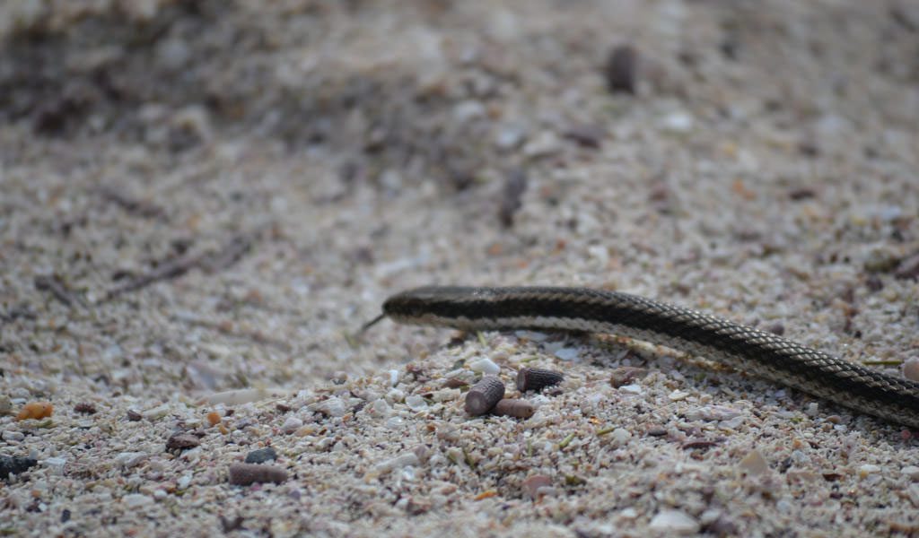 constrictor snakes on gallapagos island