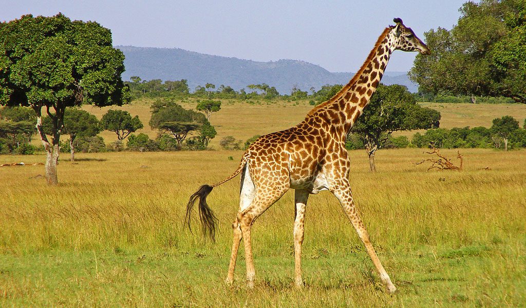 Giraffe - Top Facts, Sounds, Diet & Habitat Information