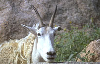 Goat with horns