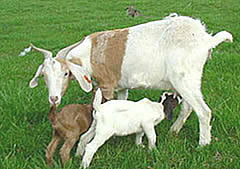 Goat and kids