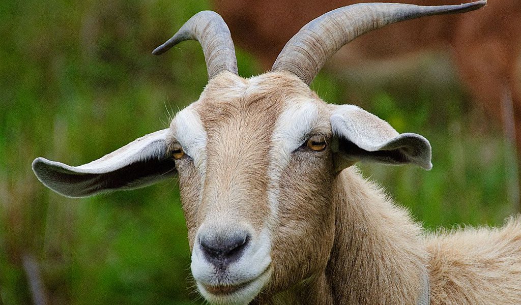 Goats - Facts, Diet, Milk 