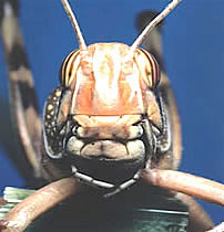 Grasshopper mandibles