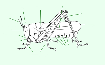 Grasshopper Anatomy Body Pictures Diagram