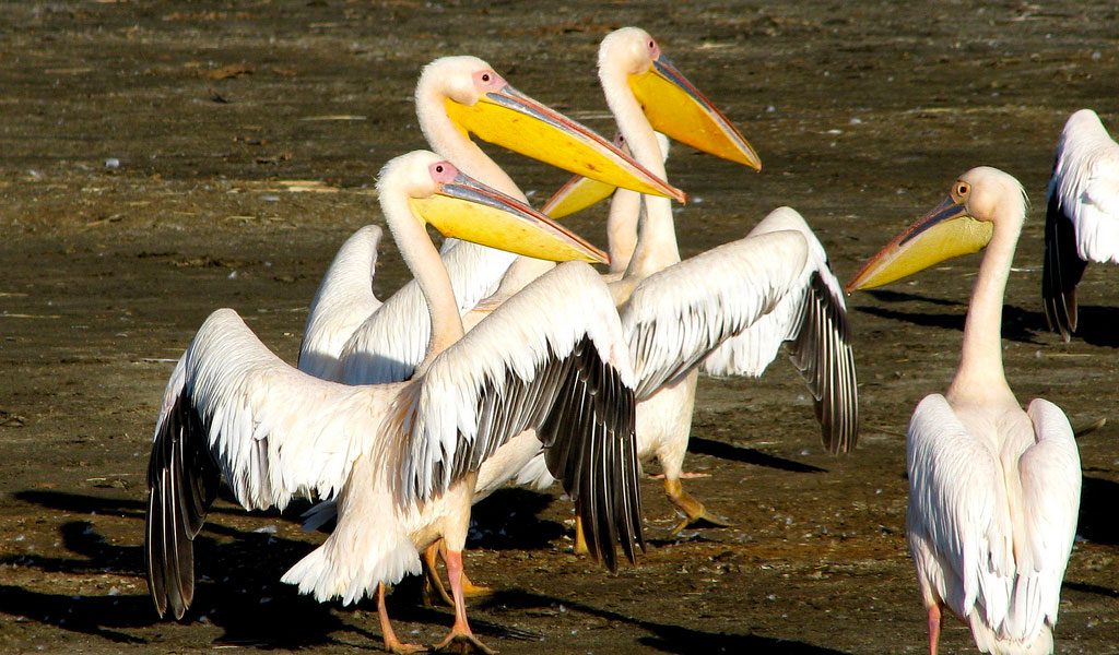 Great White Pelican Bird - Facts, Information & Pictures