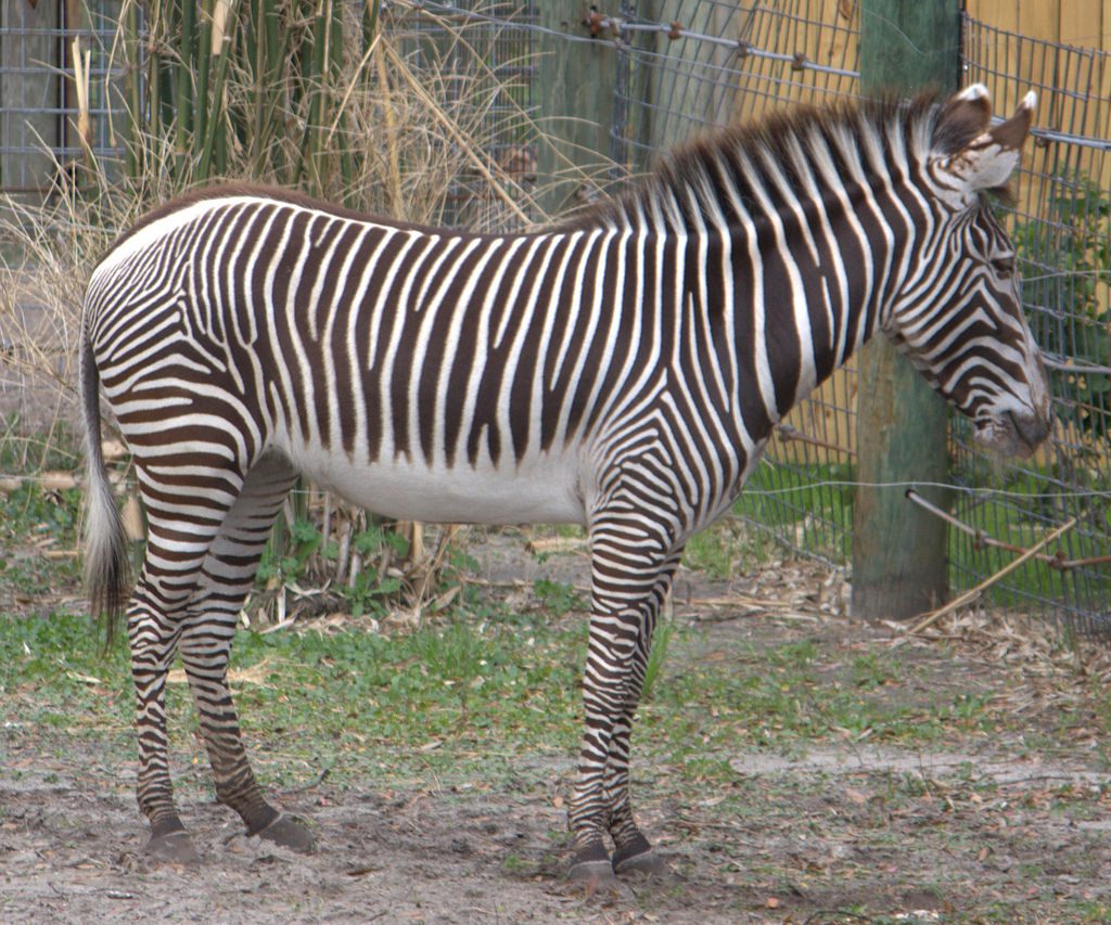 Mother zebra (Equus quagga) grazes while newborn colt