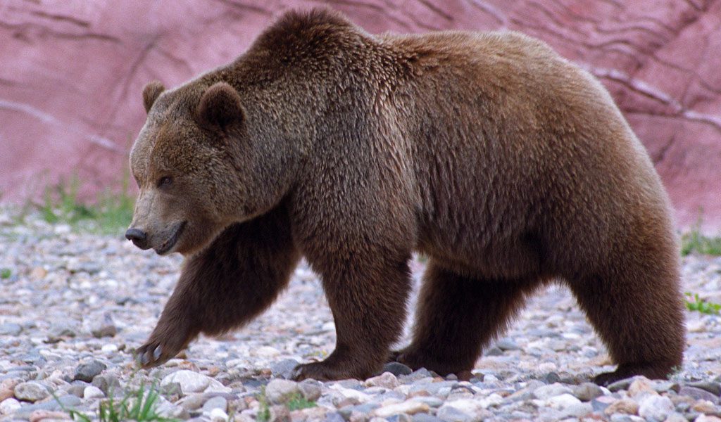 8 Different Types of Bear - Animal Corner