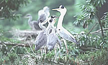 Great Blue Heron chicks