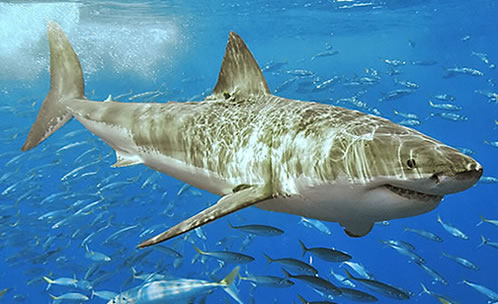tiger shark