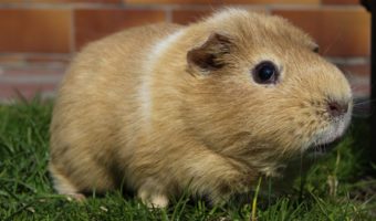 how much attention does a guinea pig need