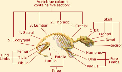 Guinea Pig Anatomy - External & Internal Anatomy