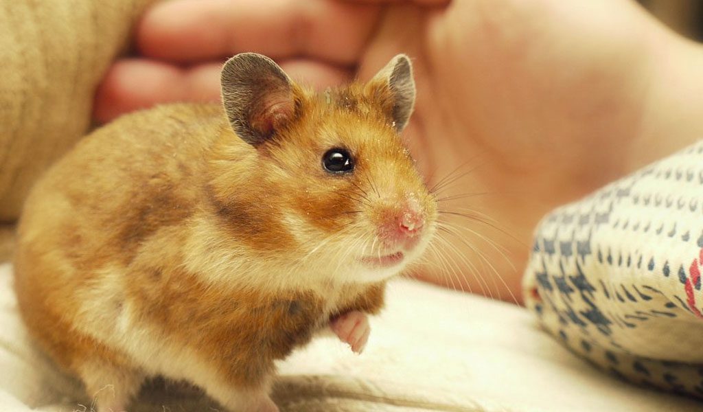 Hamsters: Pet Care, Lifespan, Costs, and Important Facts - A-Z Animals