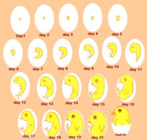 Chicken Egg Anatomy - Information & Facts On Eggs