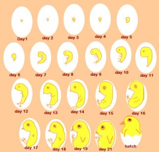 Baby Chick Hatching Process