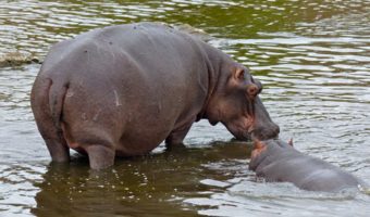 Common Hippopotamus - Facts, Information & Habitat