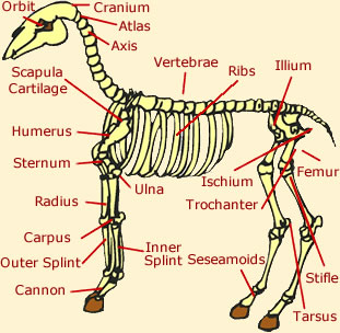 skeletal anatomy of a horse
