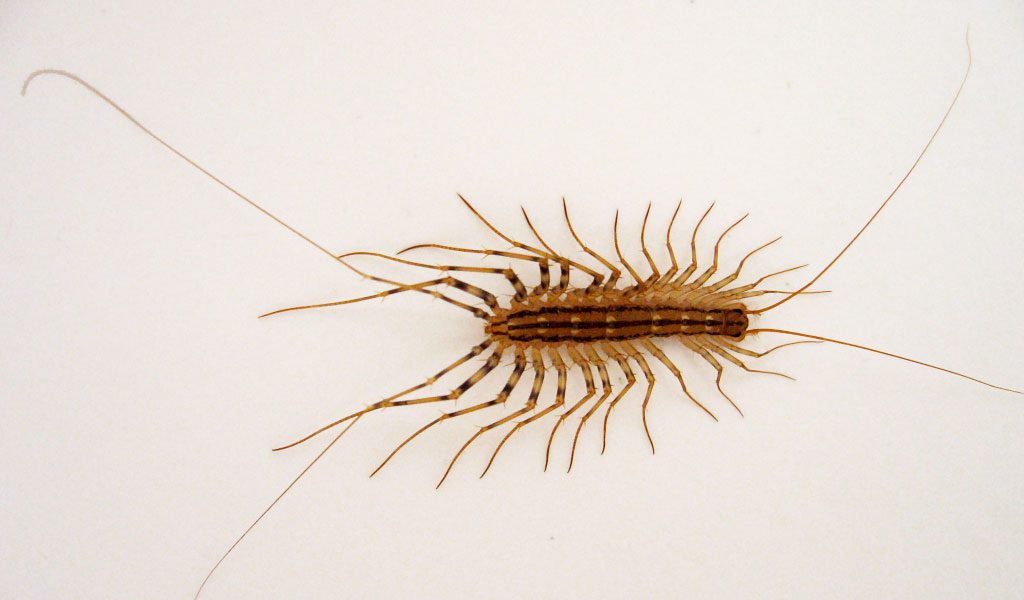 House Centipede Facts Information Pictures