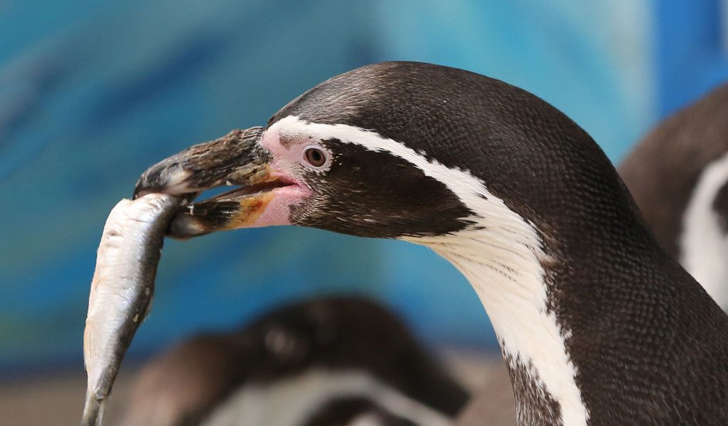 Humboldt Penguin - Facts, Diet & Habitat Information