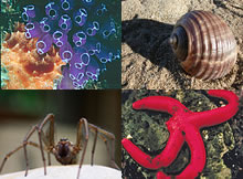 Invertebrates List - Facts, Characteristics & Information