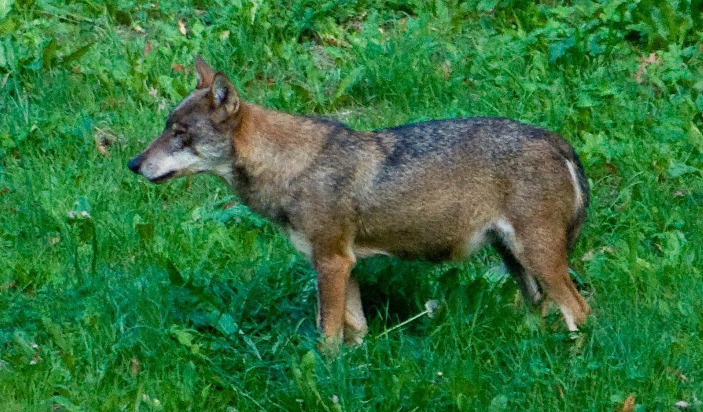 Italian Wolf - Facts, Diet, Size & Habitat Information