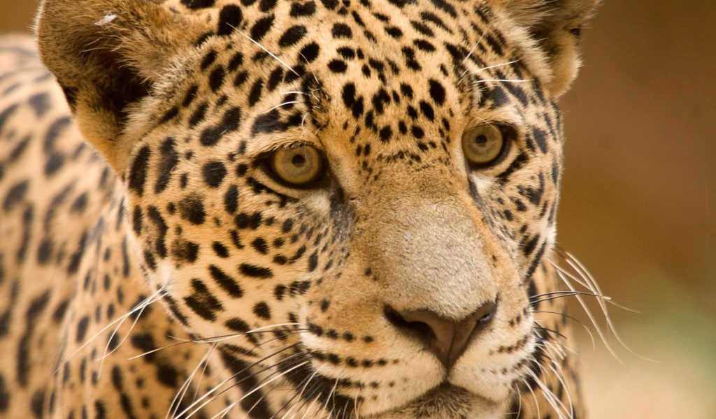12 Impressive Jungle Animals - Animal Corner