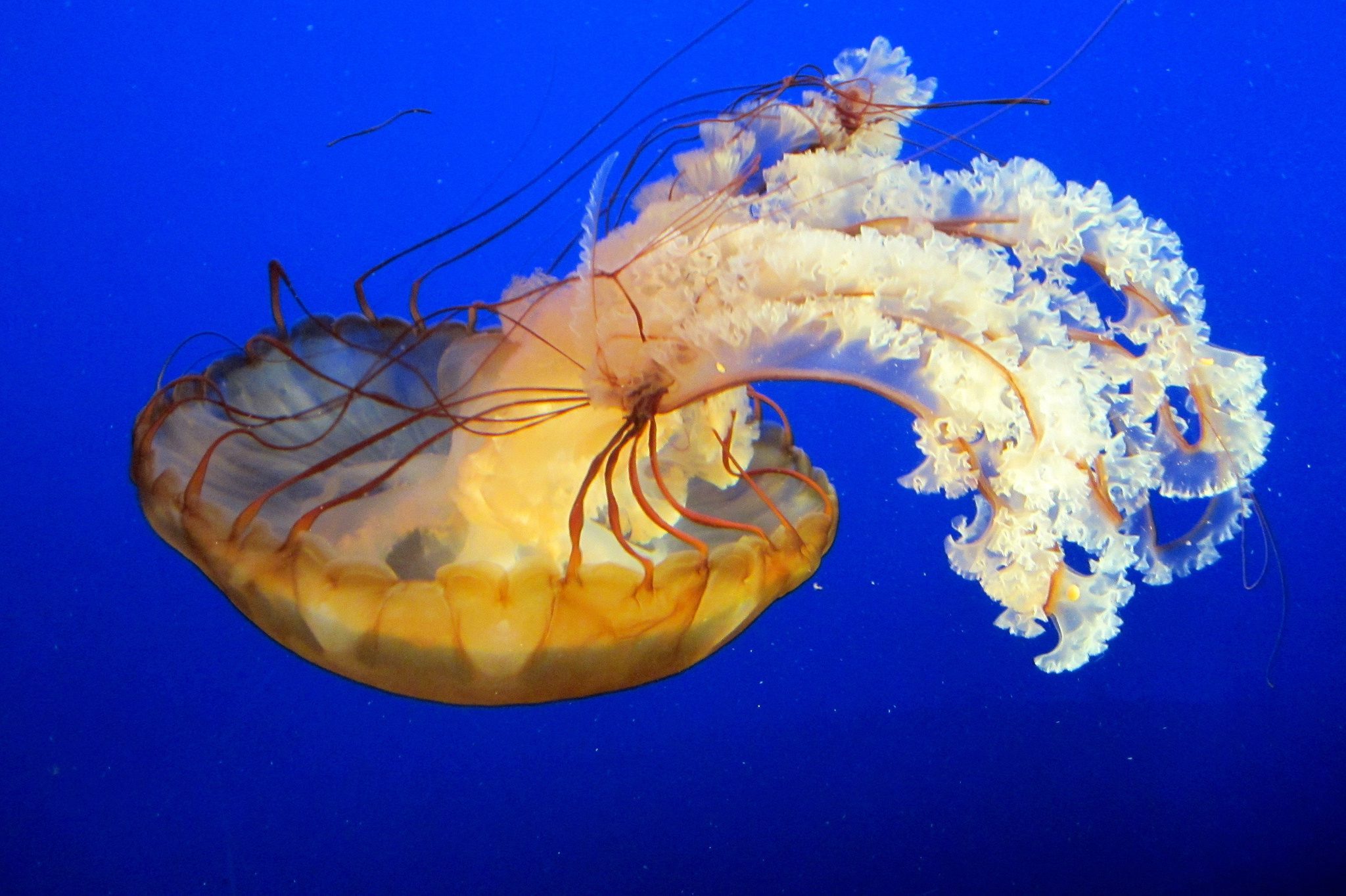 Jellyfish - Key Facts, Information & Pictures
