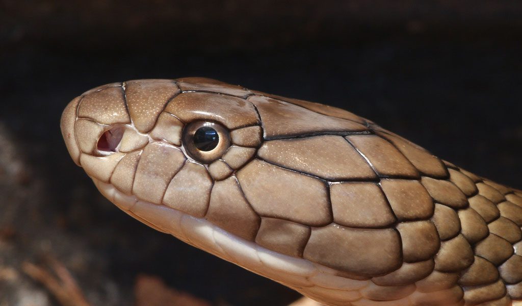 King Cobra Snakes - Facts, Pictures & Habitat Information