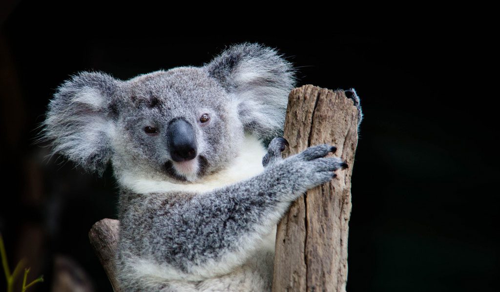 Koala - Facts, Information & Habitat