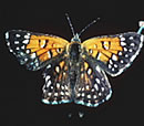 Lange's Metalmark Butterfly