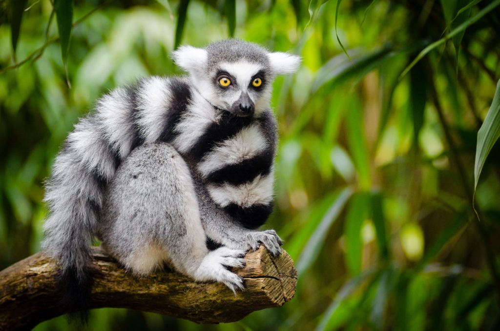 Lemur - Key Facts, Information & Habitat