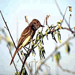 Galapagos Flycatcher Bird