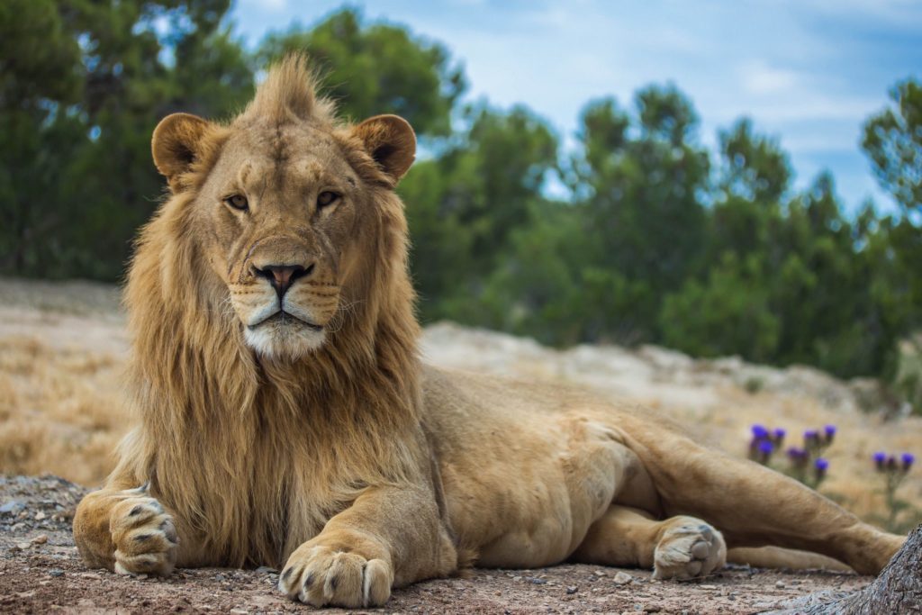 Lions - Big Cat Facts, Information & Habitat