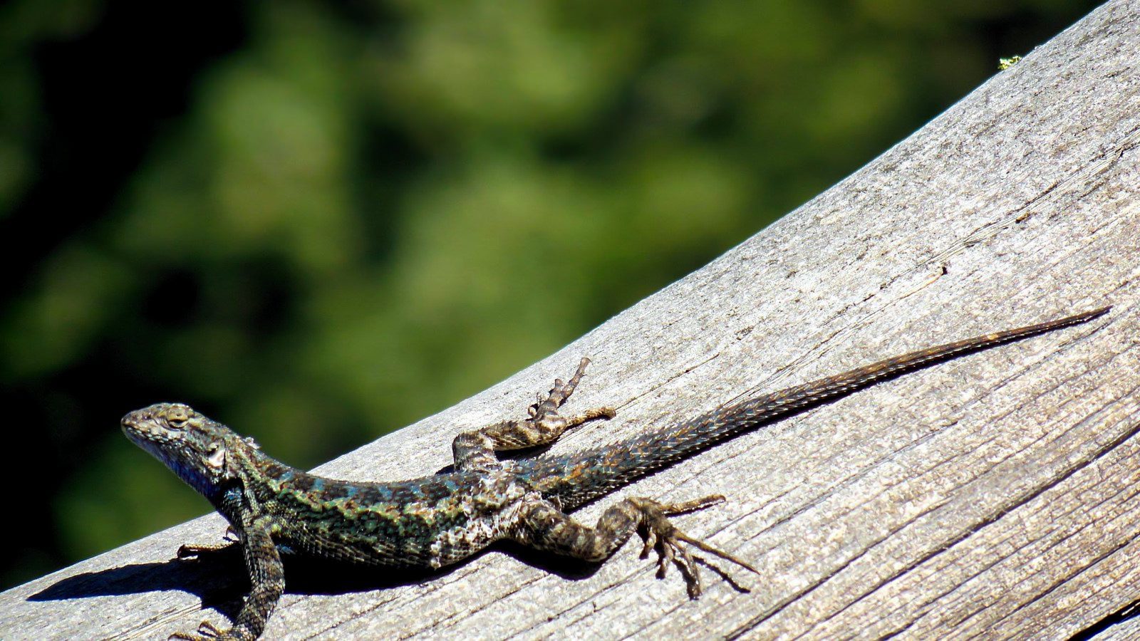 Lizards - Facts, Diet & Habitat Information