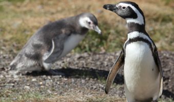 Магелланов пингвин: факты, диета и среда обитания