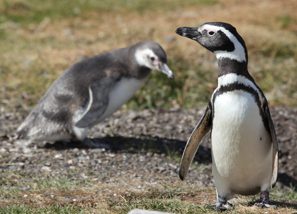 Magellanic Penguin - Facts, Diet & Habitat Information