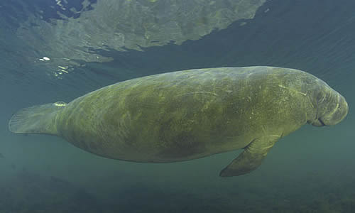 West African Manatee