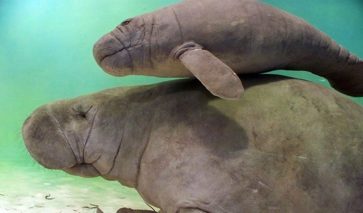 Manatees - Facts, Information & Pictures