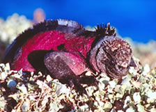 Male Marine Iguana