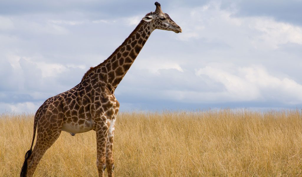 Masai giraffe: World's Tallest Giraffe